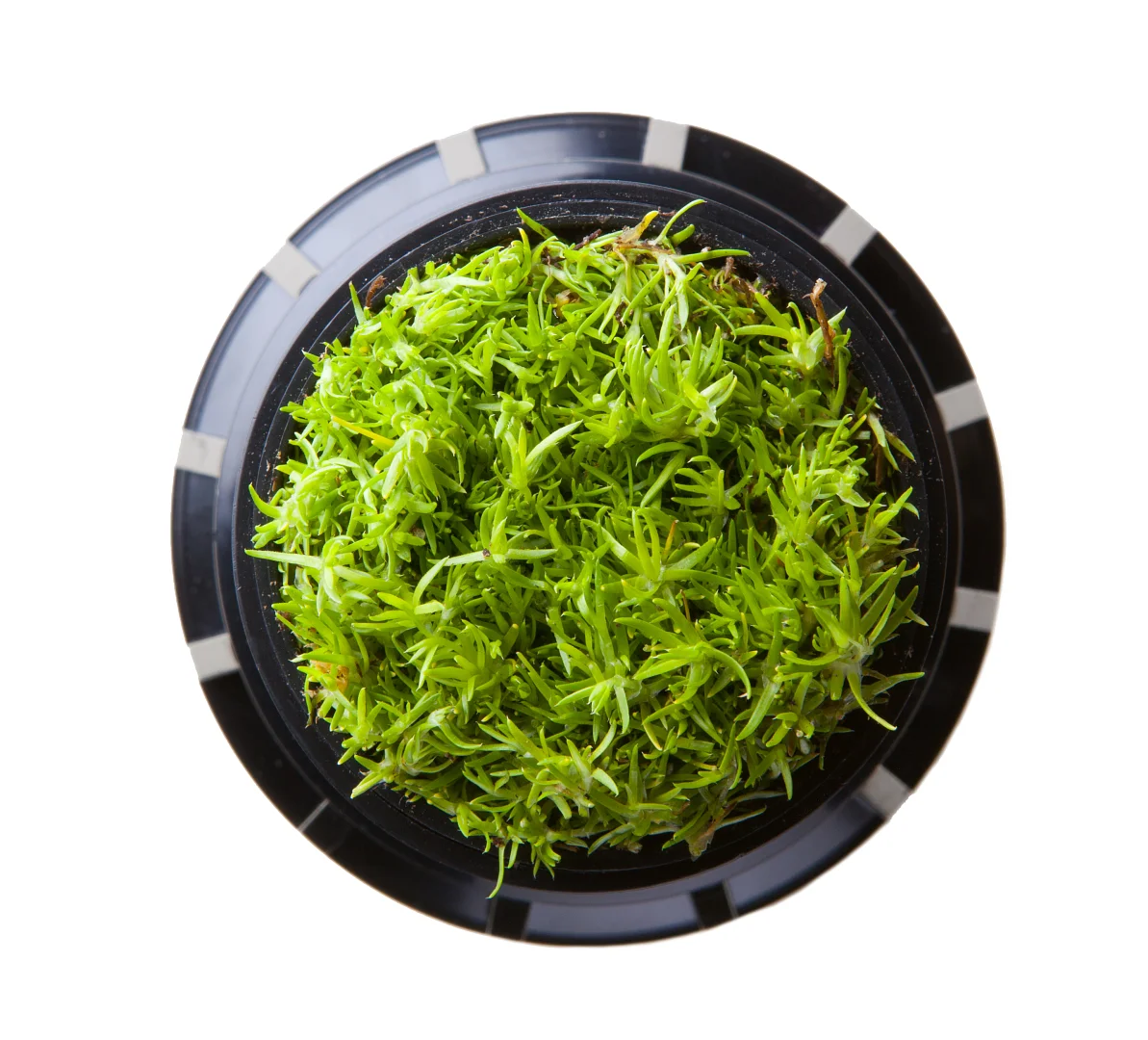 Turf Cup Kit for I-40 Rotors, fits adjustable and opposing nozzle models - Image 1